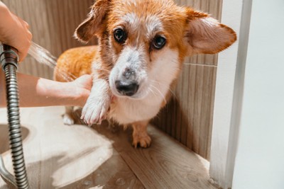 足を洗う犬