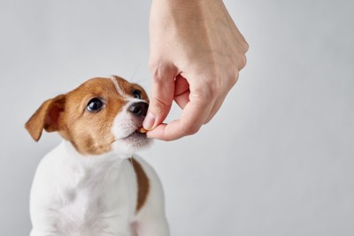 手からご飯をもらう犬