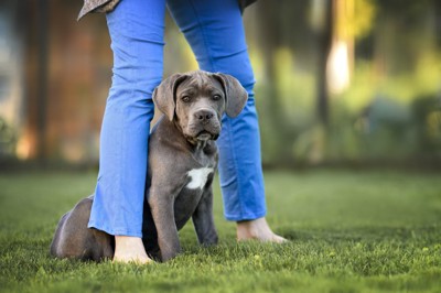 足の間に座る犬