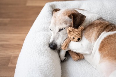おもちゃを抱えている犬