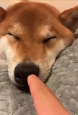 起きない柴犬