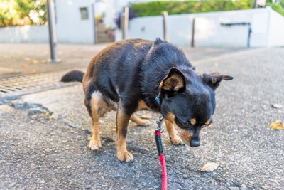 踏ん張る犬