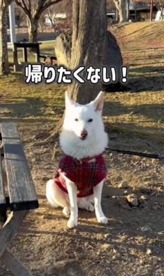 「帰りたくない…！！」
