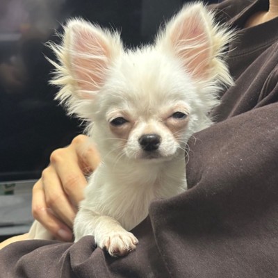 ショボショボ