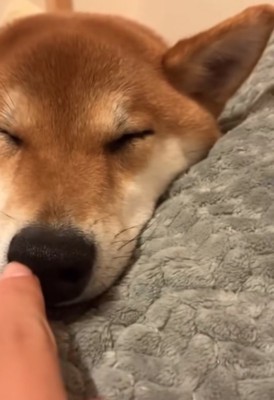 柴犬の鼻の穴をイタズラする