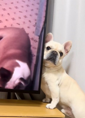 振り返る犬