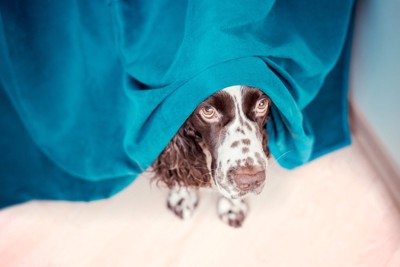 カーテンの中に隠れている犬