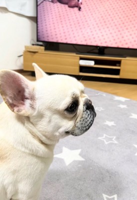 振り向く犬