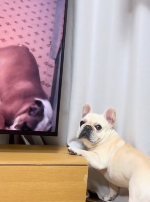 振り向く犬