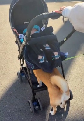 小休止するすももちゃん