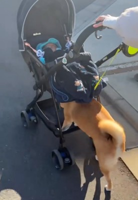 ベビーカーを押し始めるすももちゃん