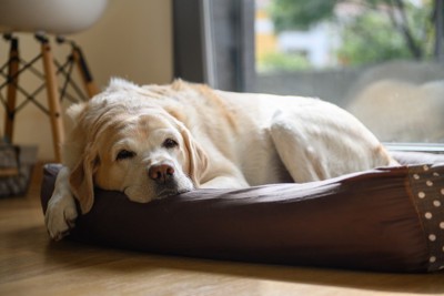 寝床に横たわる老犬