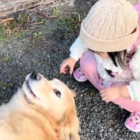 『初めてわんこを触る』2歳の女の子→散歩中の大型犬が…優しい時間が流れる『尊い光景』に絶賛「撫で方に素質あり」「どっちも可愛すぎる」