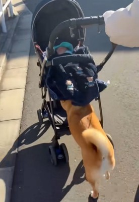 左に寄っていくすももちゃん