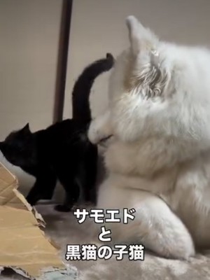 後ろを見る犬