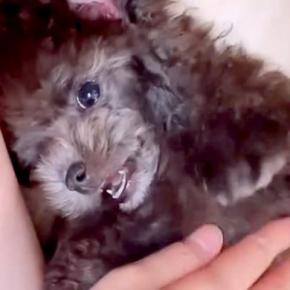 『黒っぽい毛をした子犬を飼った』と思ったら…予想の上をいく『3年後の現在』が114万再生「こんなに色が変わるんだ」「とっても神秘的」