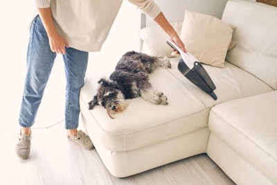 掃除をする人と犬