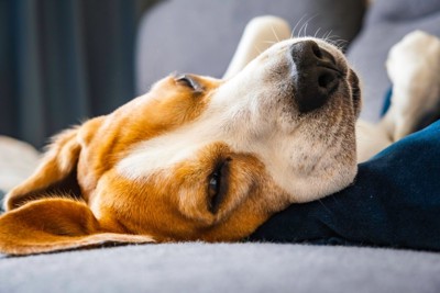 半目で眠っている犬