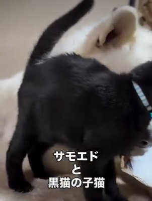 横向きの猫