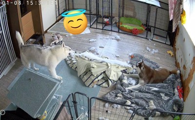 お留守番