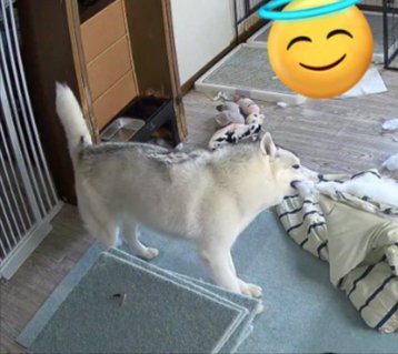 ハスキー