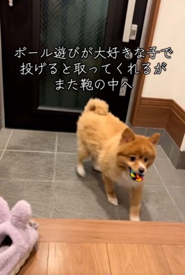 ボールを咥えたレモンちゃん