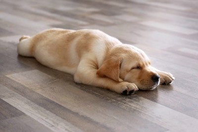 スーパーマンで眠るラブラドールレトリバーの子犬