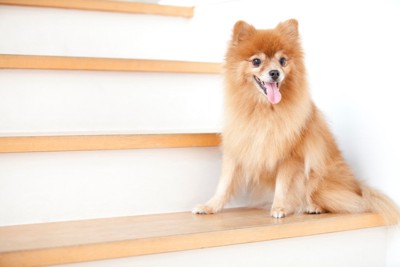 階段に座る犬