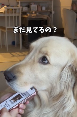 スマホに顎を乗せたまま飼い主を見つめる大型犬