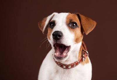 驚いた表情の犬