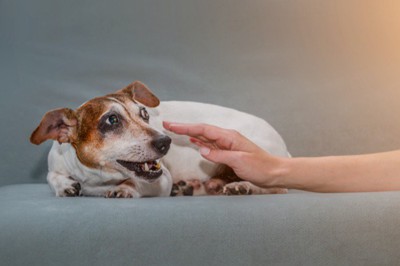 急に触られて驚く犬