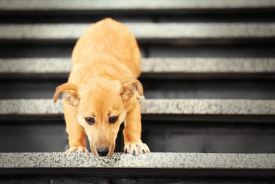 階段を下りる子犬