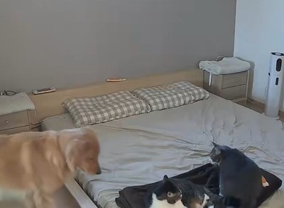 喧嘩