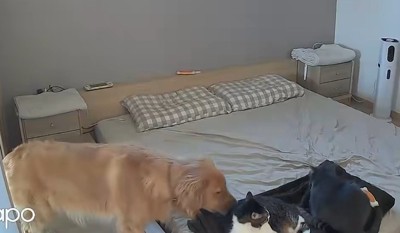 確認