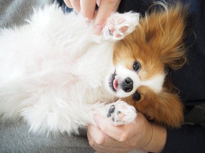 膝の上でくつろぐ犬
