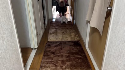 一目散におばあちゃんの元へ!!