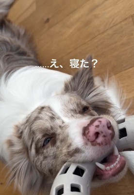 起きたRALくん