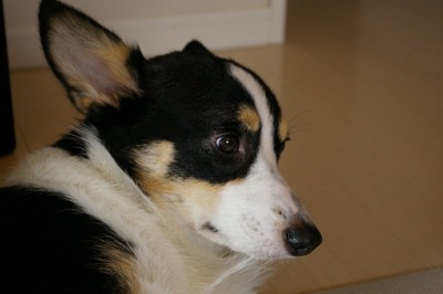悲しそうな犬