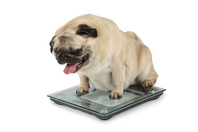 体重計に載っている犬