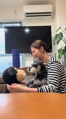 女性の膝の上に乗ってぬいぐるみを見る犬