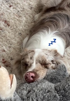 眠ったRALくん