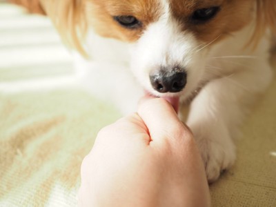 手を舐める犬