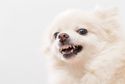 歯を剥き出す犬