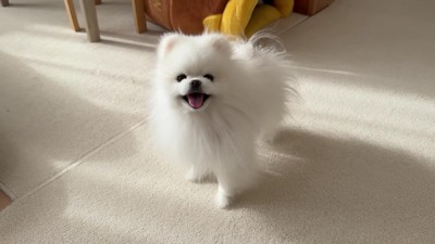 半年ぶりに実家に帰省し『大好きなおばあちゃん』と再会した犬→お互いの反応が『尊すぎる』と7万再生「かわいい…」「笑顔たまらない」