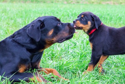 ロットワイラー成犬と子犬