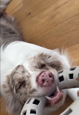 動かないRALくん