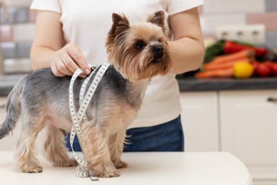 巻き尺を巻かれている犬