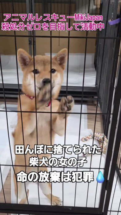 たまたま『田んぼで犬を捨てる現場』を発見→保護後、愛情を込めてお世話をし…新たな犬生を歩む光景に反響「信じられない…」「今度こそ幸せに」