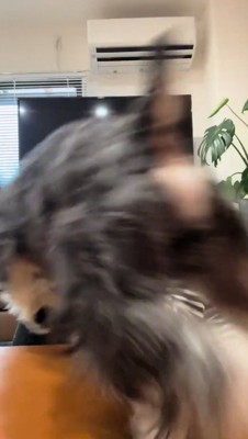 女性に向かって走り出す犬