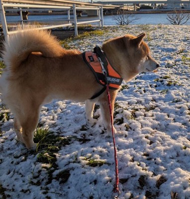 雪